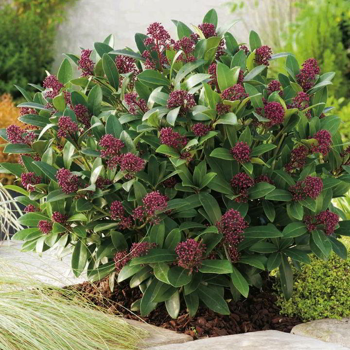 SKIMMIA RUBELLA VASO 19CM