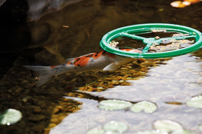 DISCO DISPENSER MANGIME PESCI LAGHETTO PONDOFEED RING