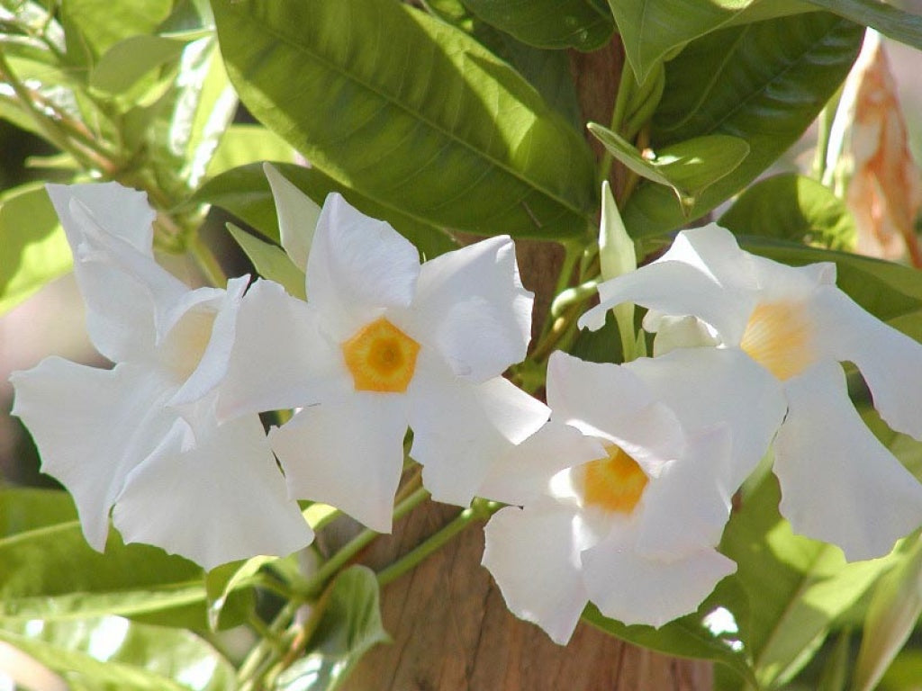 6 PIANTE DI DIPLADENIA BIANCA VASO 14CM