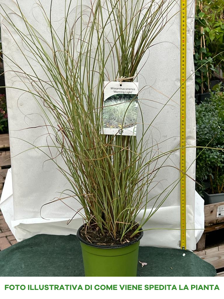 MISCANTHUS SINENSINS MORNING LIGHT VASO 17CM