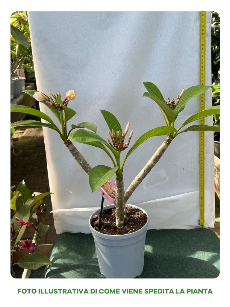 PLUMERIA POMELIA IN VASO 18CM ROSSA CARDINAL
