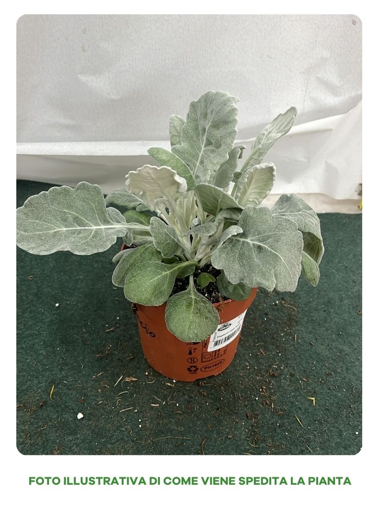 PIANTA SENECIO NEW LOOK, VASO 12CM
