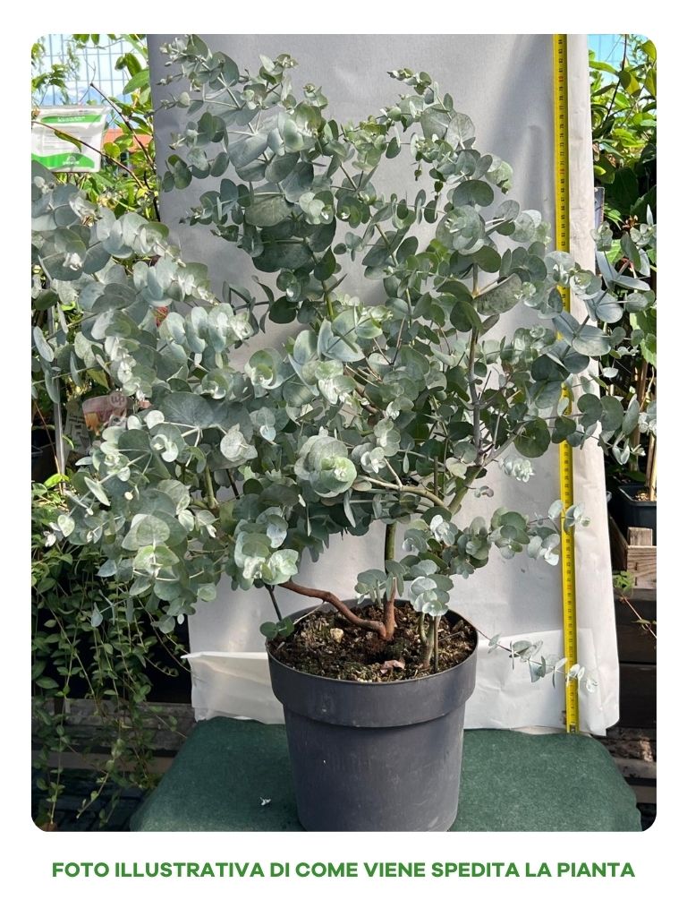 EUCALYPTUS CINEREA O EUCALIPTO VASO 24CM