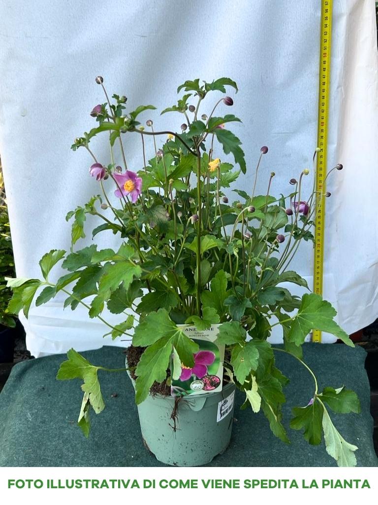 ANEMONE HYBRIDA BOWLES PINK IN VASO DA 17