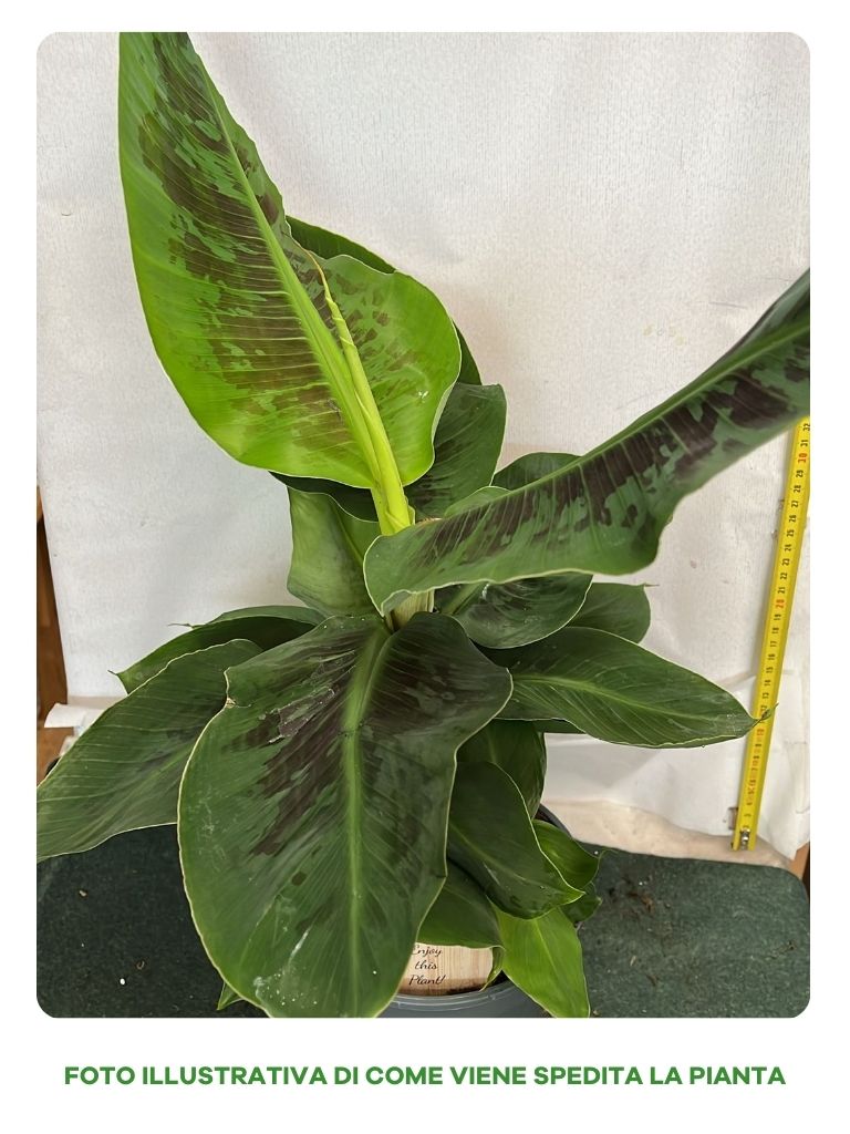 PIANTA MUSA DWARF CAVANDISH, VASO 17CM