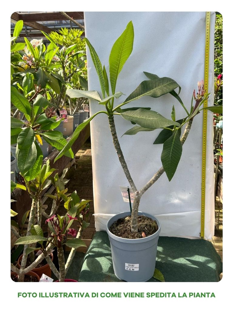 PLUMERIA POMELIA IN VASO 20CM ARANCIO SYNCHRONICITY