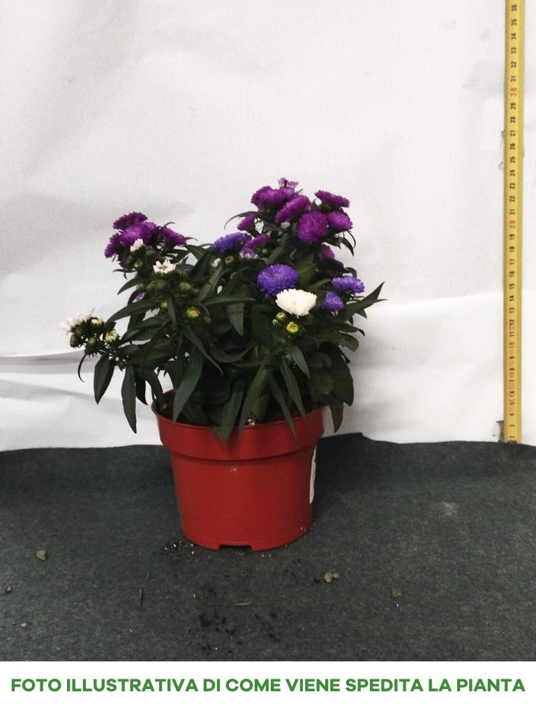 ASTER SETTEMBRINO STARLETTA TRICOLORE VASO 13CM