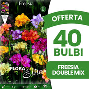 OFFERTA 40 BULBI FREESIA DOUBLE MIX