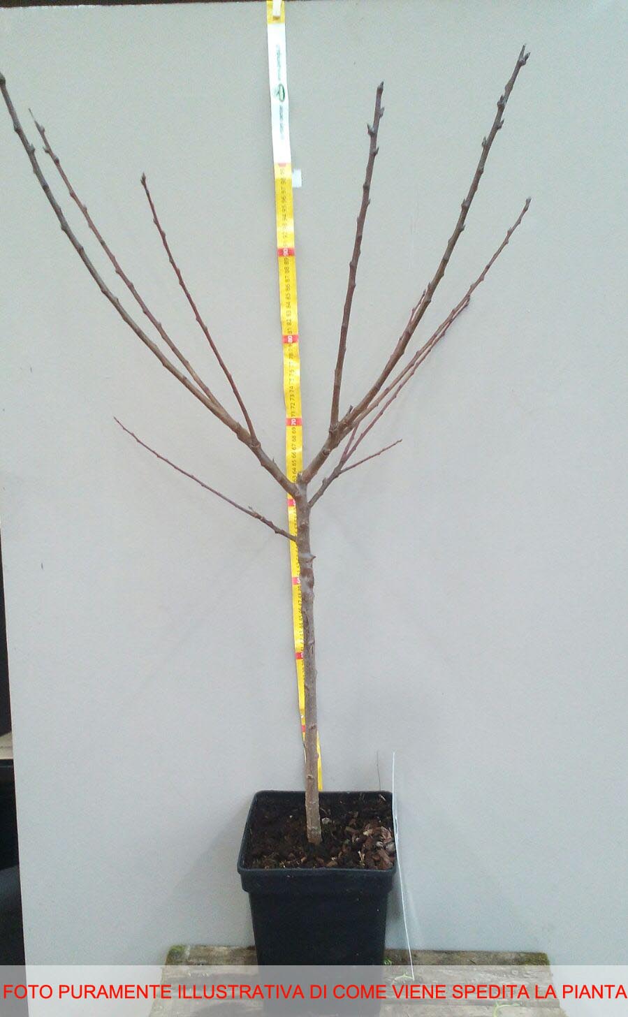 MELO BRAEBURN NANO IN VASO 20CM