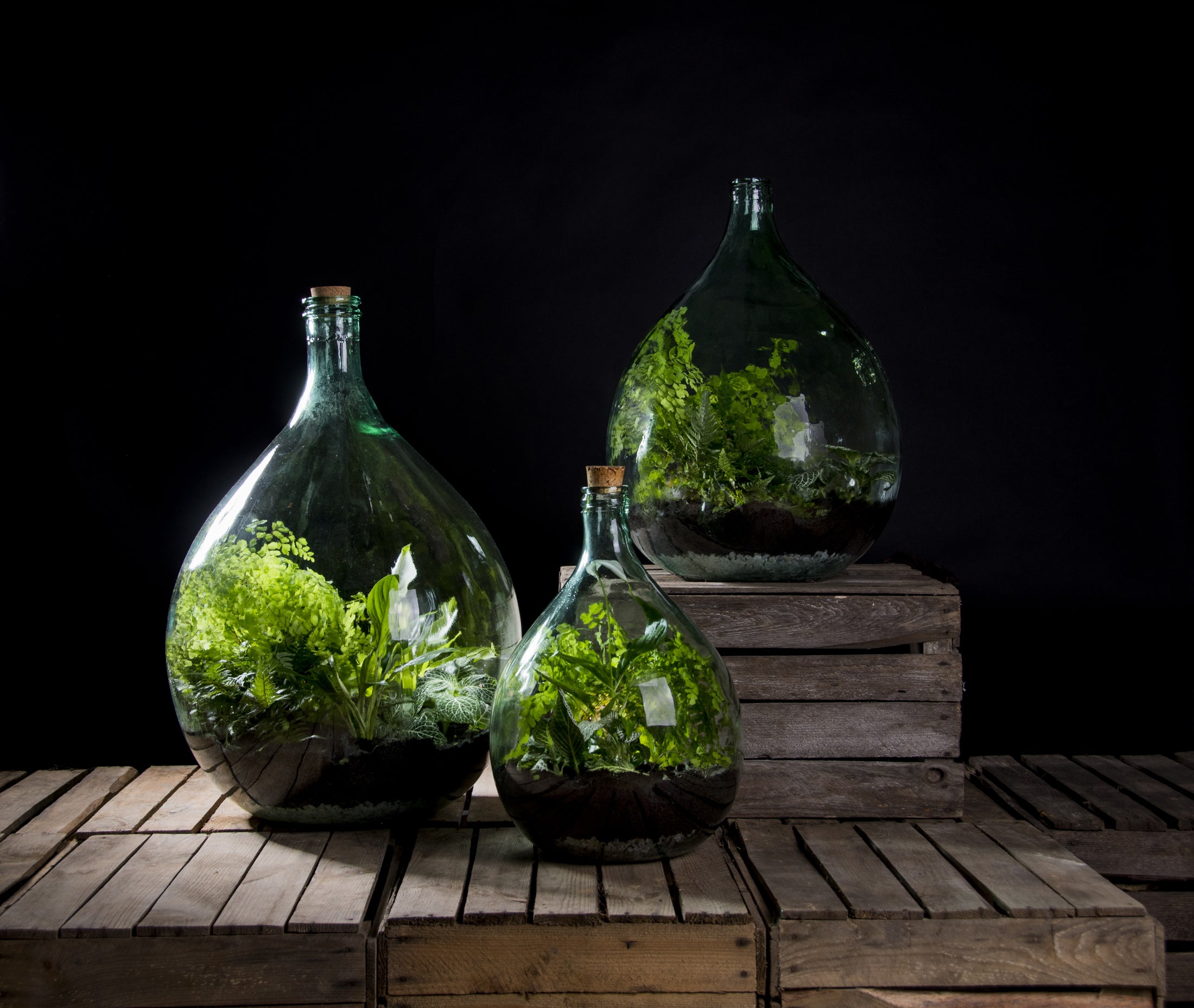 IMBUTO DA 19 CM PER ECOSISTEMA TERRARIUM