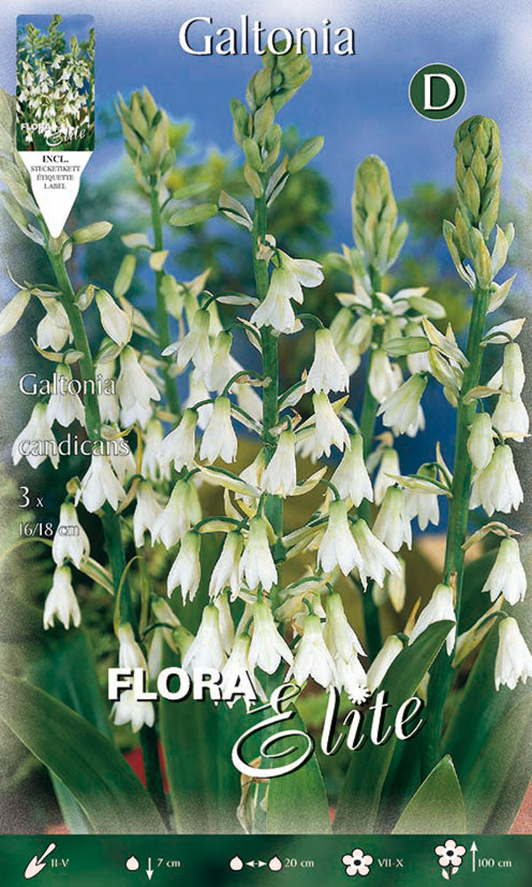 GALTONIA CANDICANS (CONFEZIONE DA 3 BULBI)
