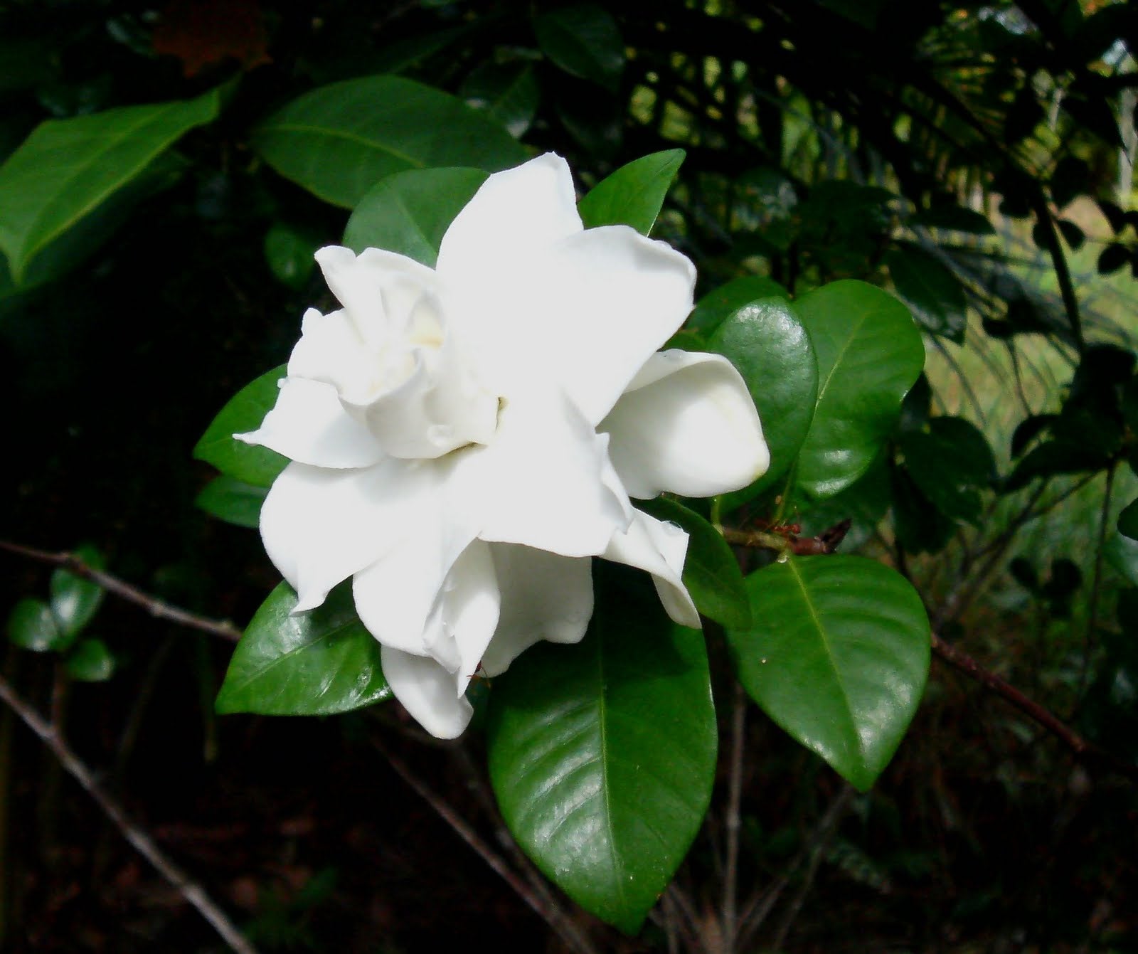 GARDENIA VASO 19CM
