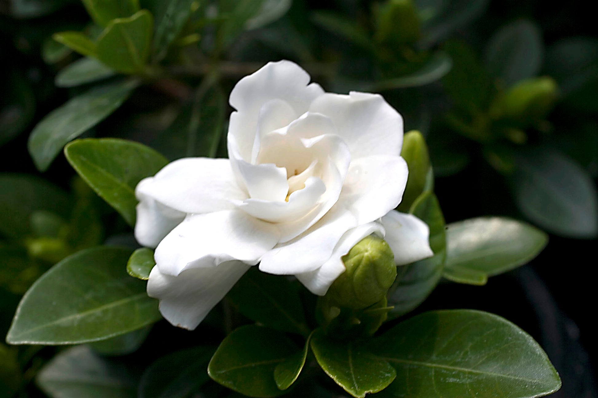 GARDENIA VASO 19CM