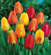 TULIPANI MINI VASO 9CM COLORI ASSORTITI