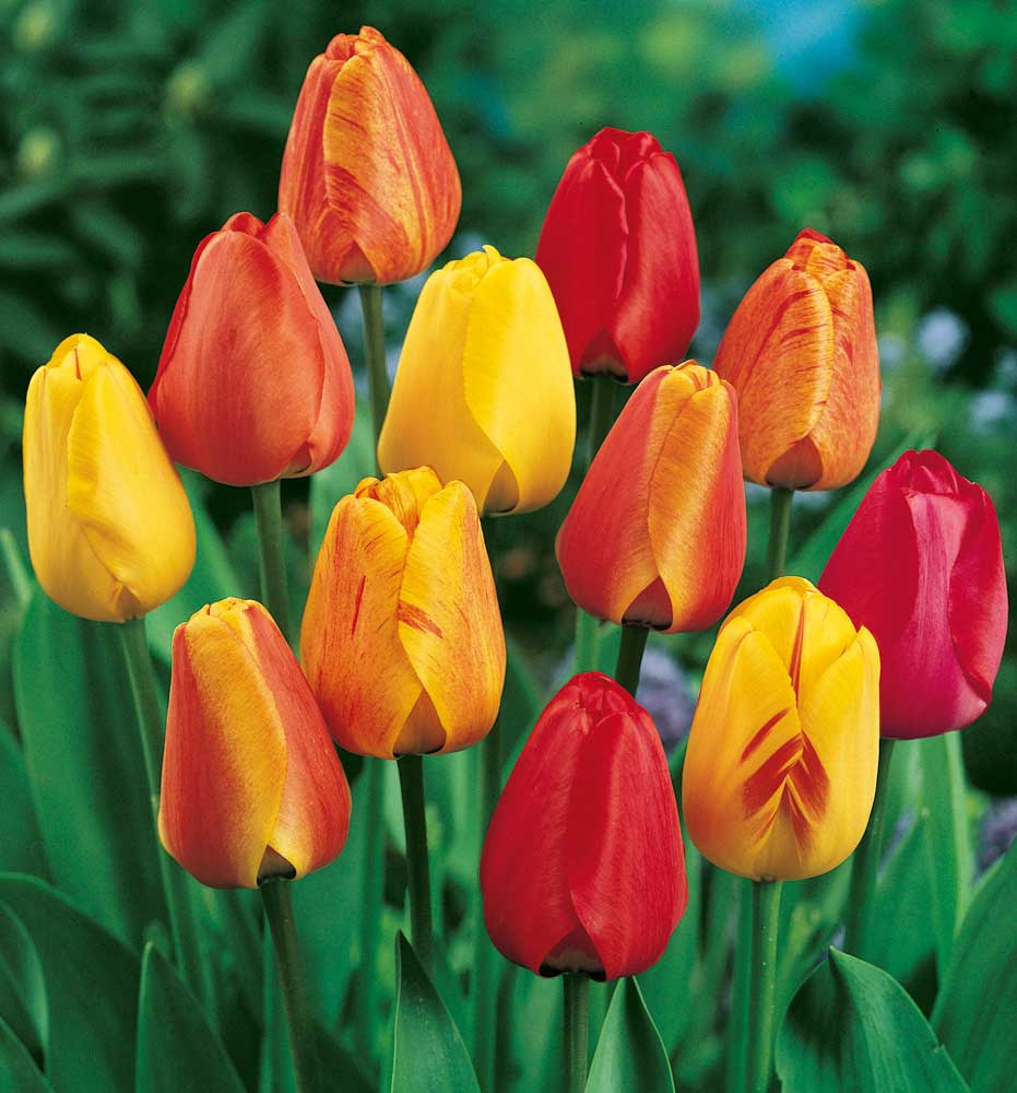 TULIPANI MINI VASO 9CM COLORI ASSORTITI
