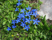 GENTIANA VERNA ANGULOSA VASO 13CM