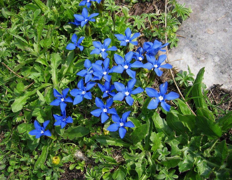 GENTIANA VERNA ANGULOSA VASO 13CM
