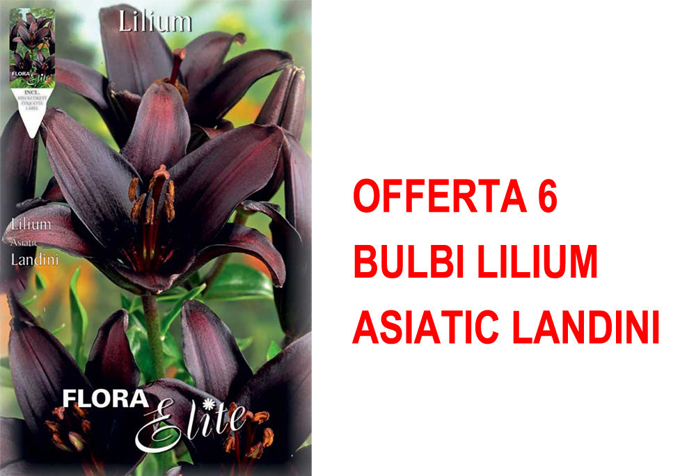 OFFERTA 6 BULBI LILIUM ASIATIC LANDINI