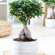 BONSAI FICUS MICROCARPA VASO 9CM