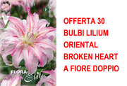 OFFERTA 30 BULBI LILIUM ORIENTAL BROKEN HEART A FIORE DOPPIO