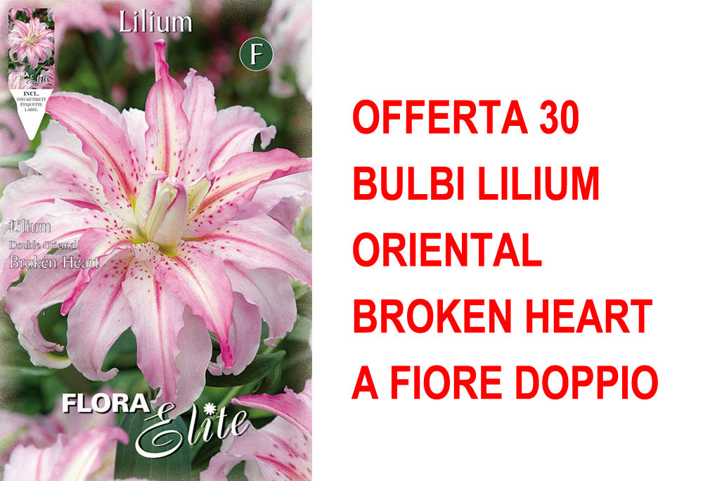 OFFERTA 30 BULBI LILIUM ORIENTAL BROKEN HEART A FIORE DOPPIO