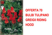 OFFERTA 70 BULBI TULIPANO GREIGII RIDING HOOD