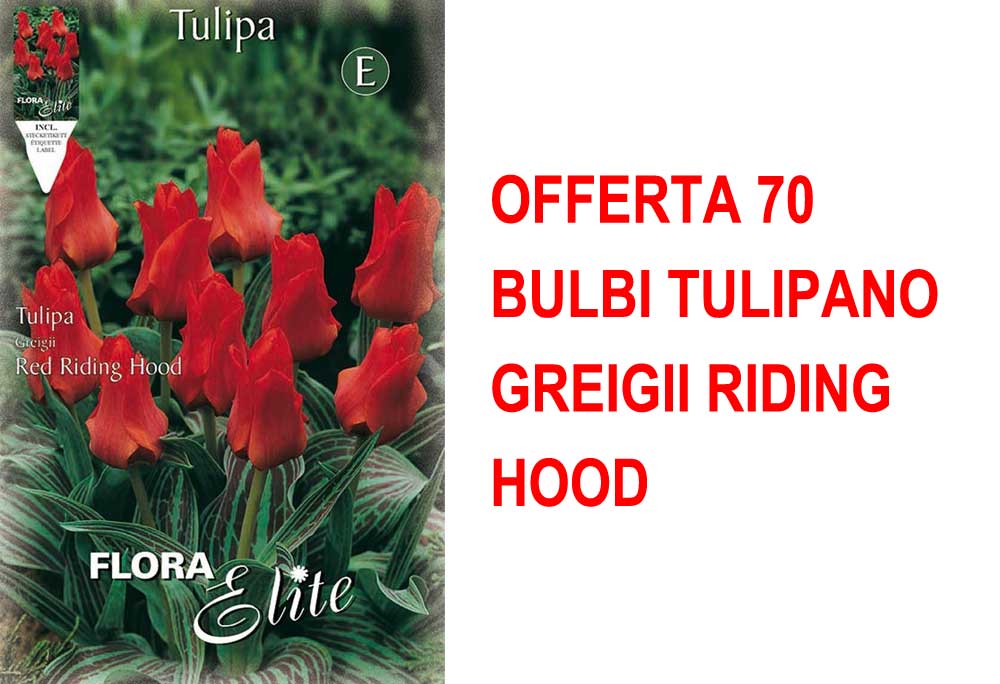 OFFERTA 70 BULBI TULIPANO GREIGII RIDING HOOD