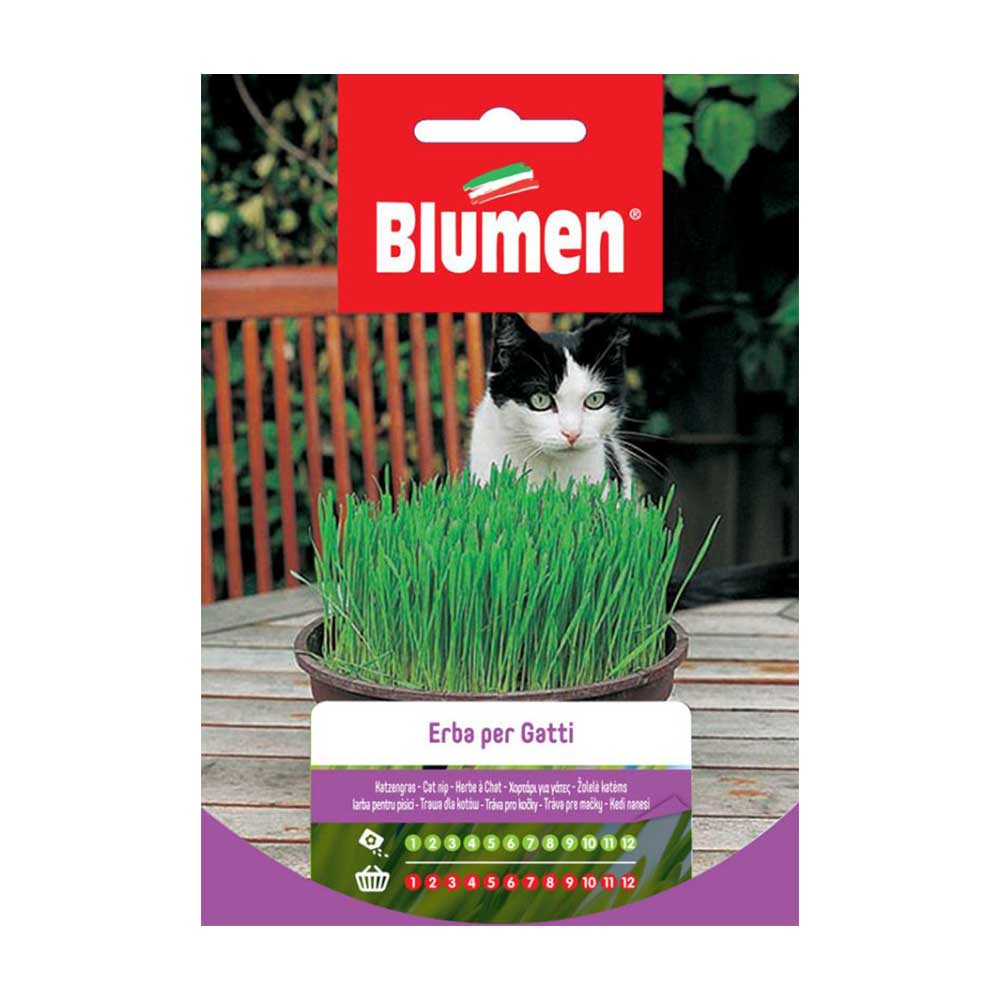 SEMI ERBA PER GATTI BLUMEN