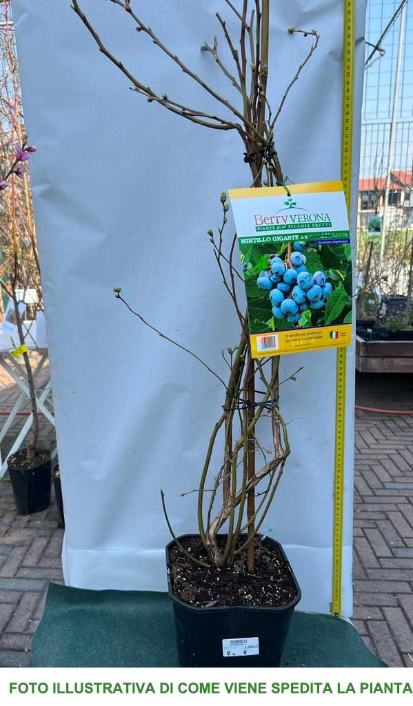 MIRTILLO GIGANTE MEDIA MATURAZIONE VASO 18CM