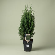Ginepro cinese Juniperus chinensis Stricta con forma conica e fogliame verde-bluastro