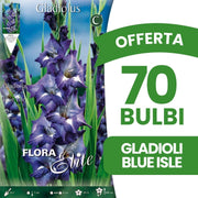 OFFERTA 70 BULBI GLADIOLI A FIORI GRANDI BLUE ISLE
