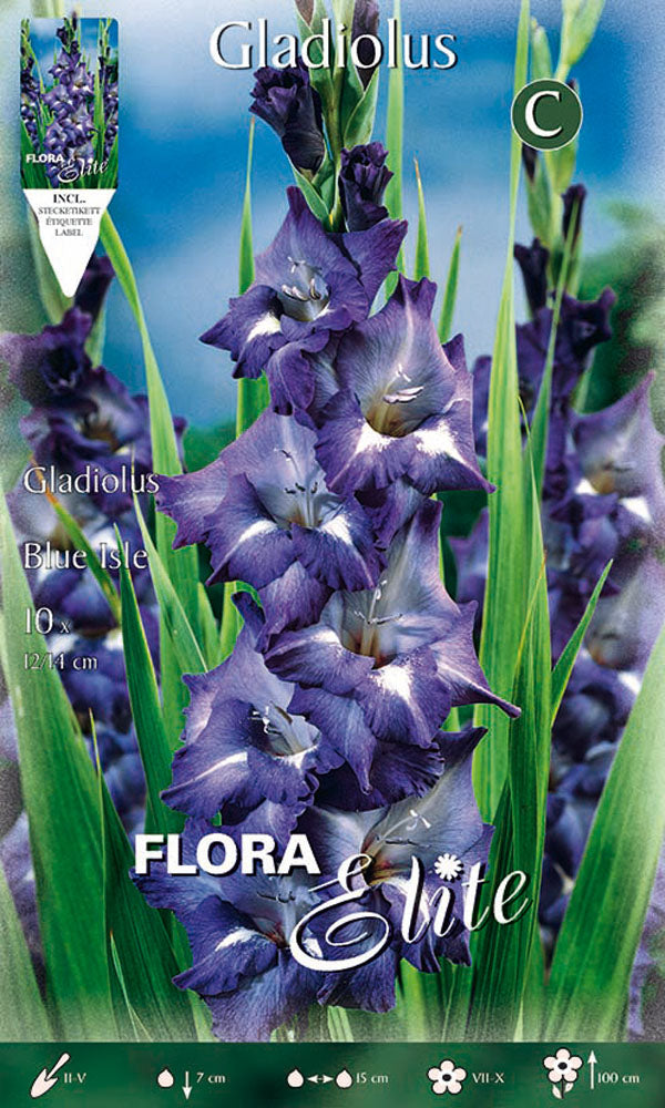 OFFERTA 70 BULBI GLADIOLI A FIORI GRANDI BLUE ISLE