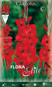 MASCAGNI GROSSBLÜTIGE GLADIOLI (PACKUNG MIT 10 ZWIEBELN)