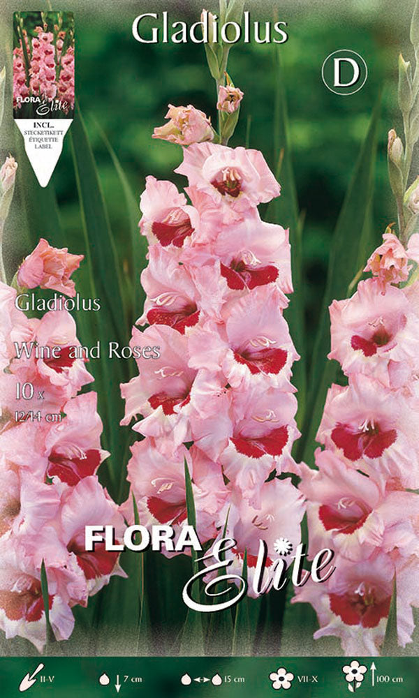 OFFERTA 70 BULBI GLADIOLI A FIORI GRANDI WINE AND ROSES