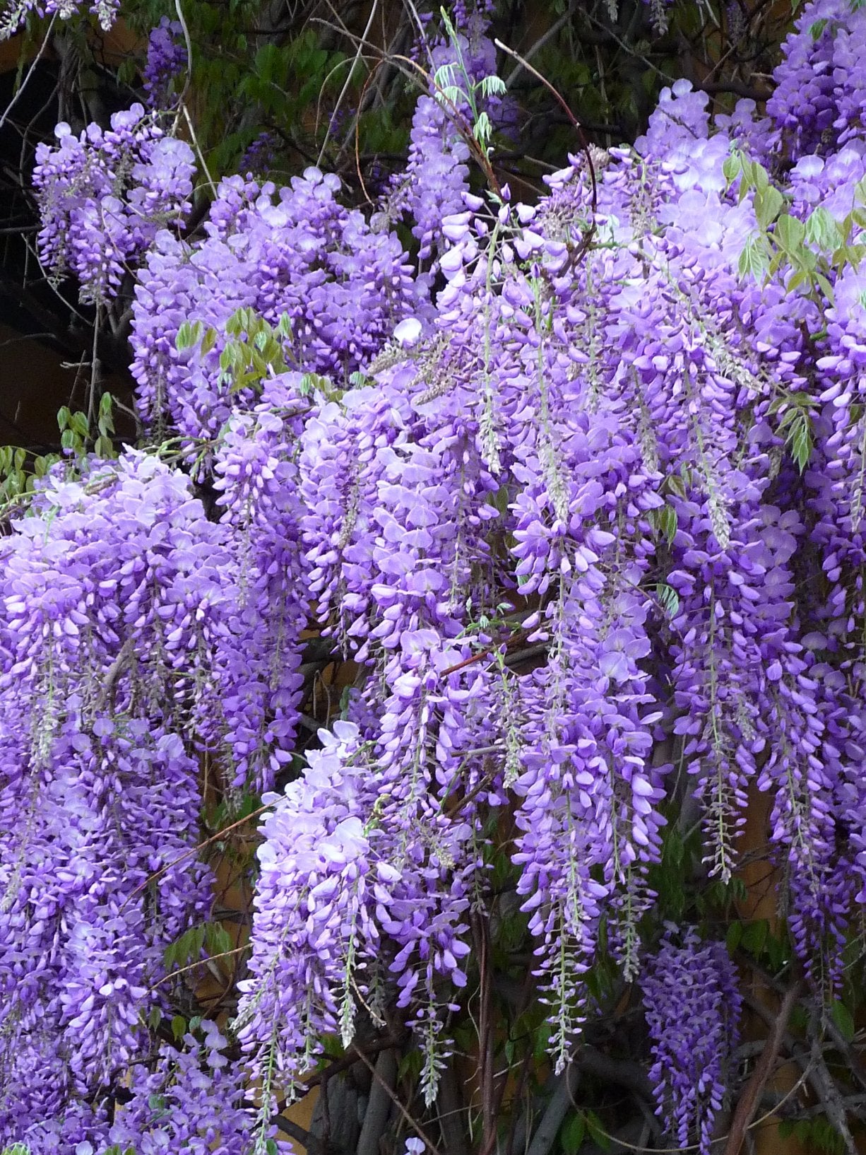 GLICINE WISTERIA SINENSIS PROFILIC VASO 16CM