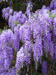WISTERIA SINENSIS PROFILIC 17CM TOPF – Peragashop