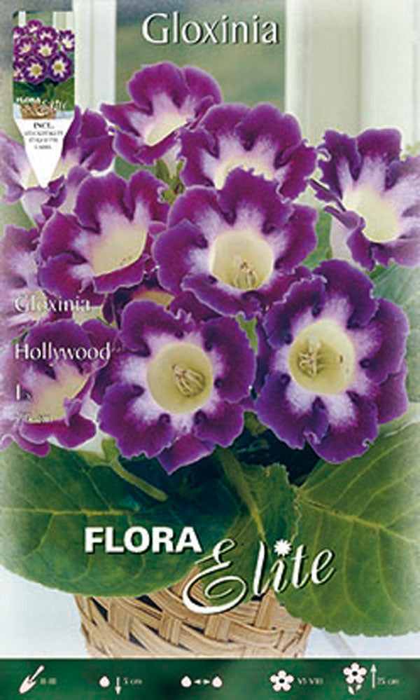 OFFERTA 9 BULBI GLOXINIA HOLLYWOOD