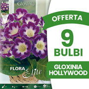 OFFERTA 9 BULBI GLOXINIA HOLLYWOOD