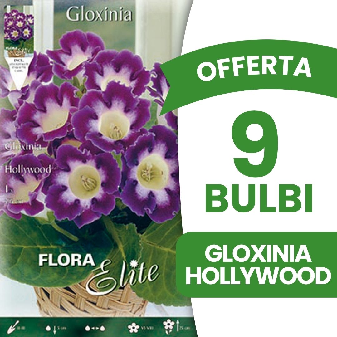 OFFERTA 9 BULBI GLOXINIA HOLLYWOOD