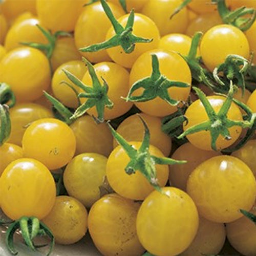 15 PIANTE IN VASO Ø10CM DI POMODORO CILIEGIA GIALLO GOLD STAR