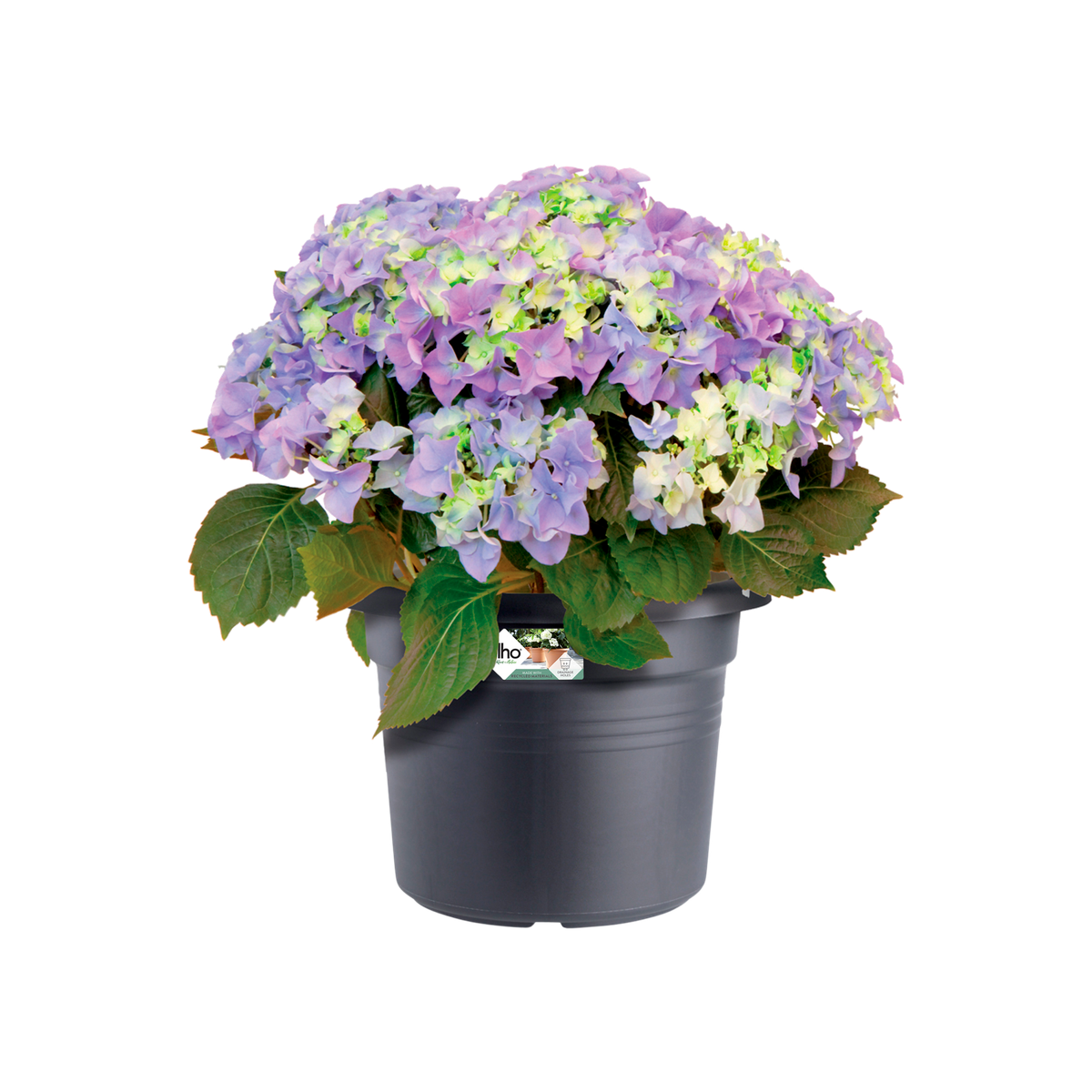 Vaso Cilinder Green Basics D 65cm Living Black Elho