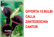 OFFERTA 15 BULBI CALLA ZANTEDESCHIA CANTOR