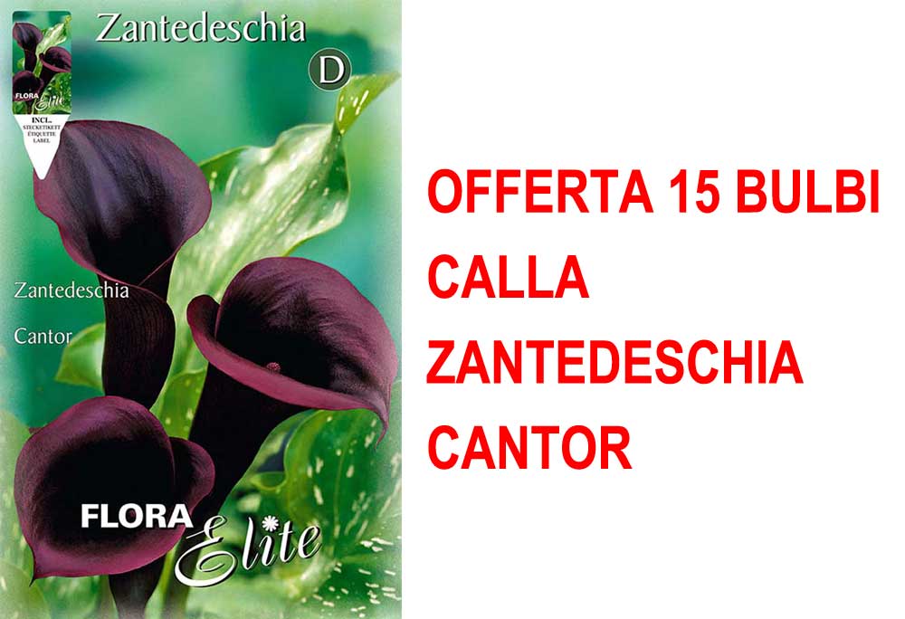 OFFERTA 15 BULBI CALLA ZANTEDESCHIA CANTOR
