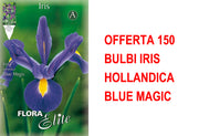 OFFERTA 150 BULBI IRIS HOLLANDICA BLUE MAGIC