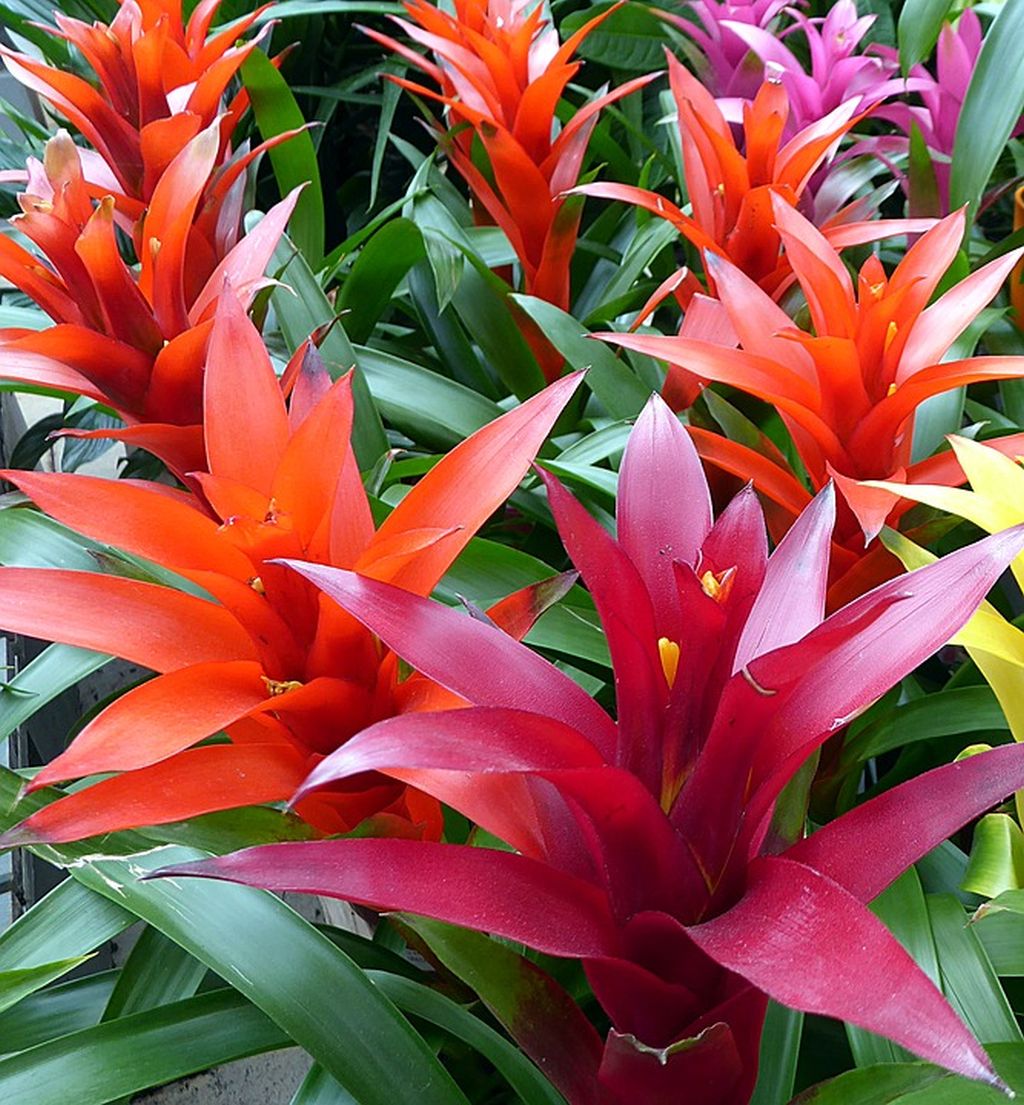 BROMELIA GUZMANIA COLORE ASSORTITO IN VASO 12CM