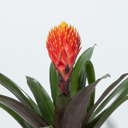 GUZMANIA TALA IN VASO DA 12CM