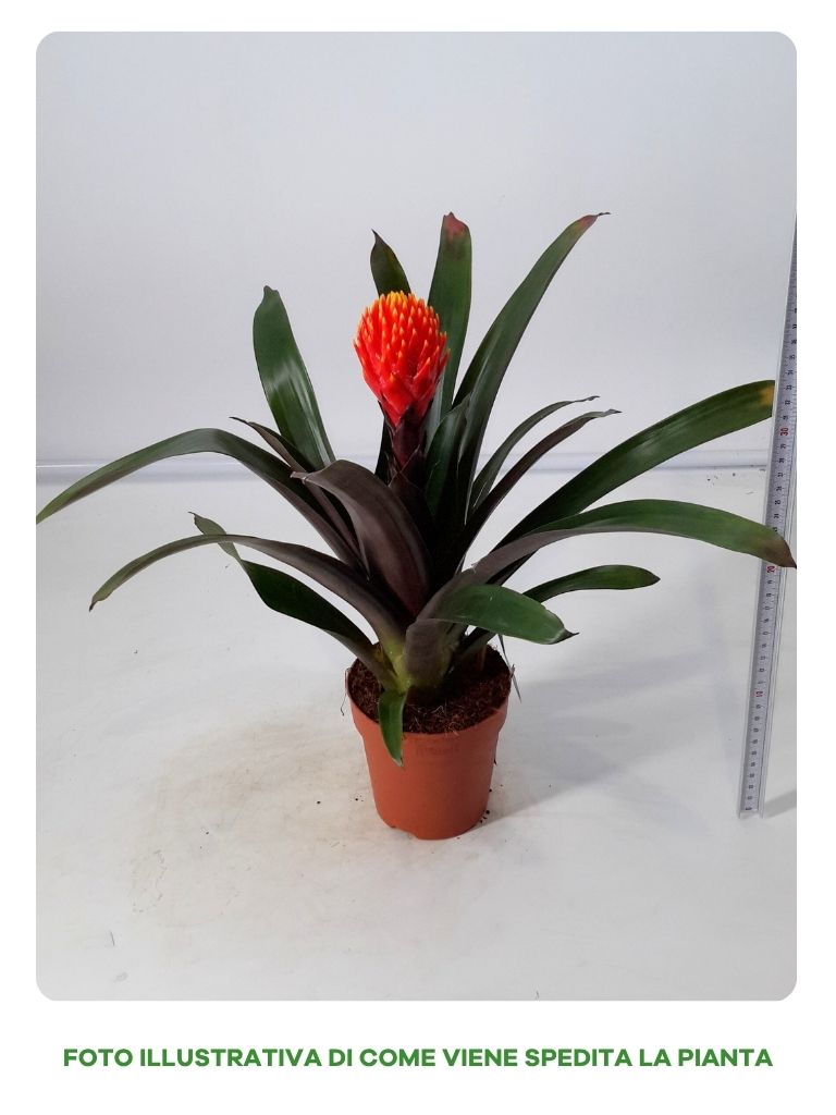 GUZMANIA TALA IN VASO DA 12CM