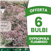 OFFERTA 6 BULBI GYPSOPHYLA FLAMINGO
