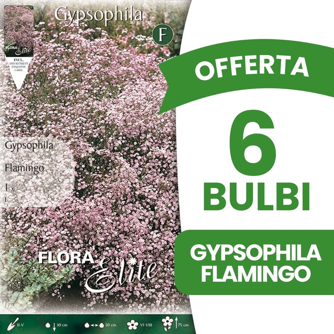 OFFERTA 6 BULBI GYPSOPHYLA FLAMINGO