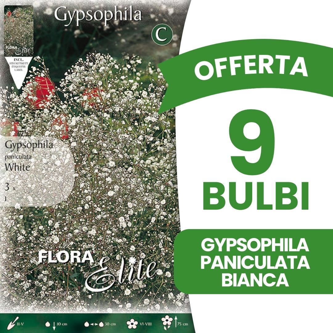OFFERTA 9 BULBI GYPSOPHYLA PANICULATA BIANCA